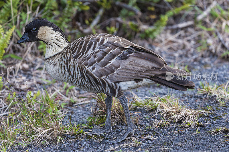 Nene，也被称为夏威夷鹅(Branta sandvicensis)是夏威夷群岛特有的一种鹅。Nene是夏威夷的官方鸟，它只在毛伊岛、考阿岛ʻi和夏威夷ʻi的野外被发现。夏威夷,H